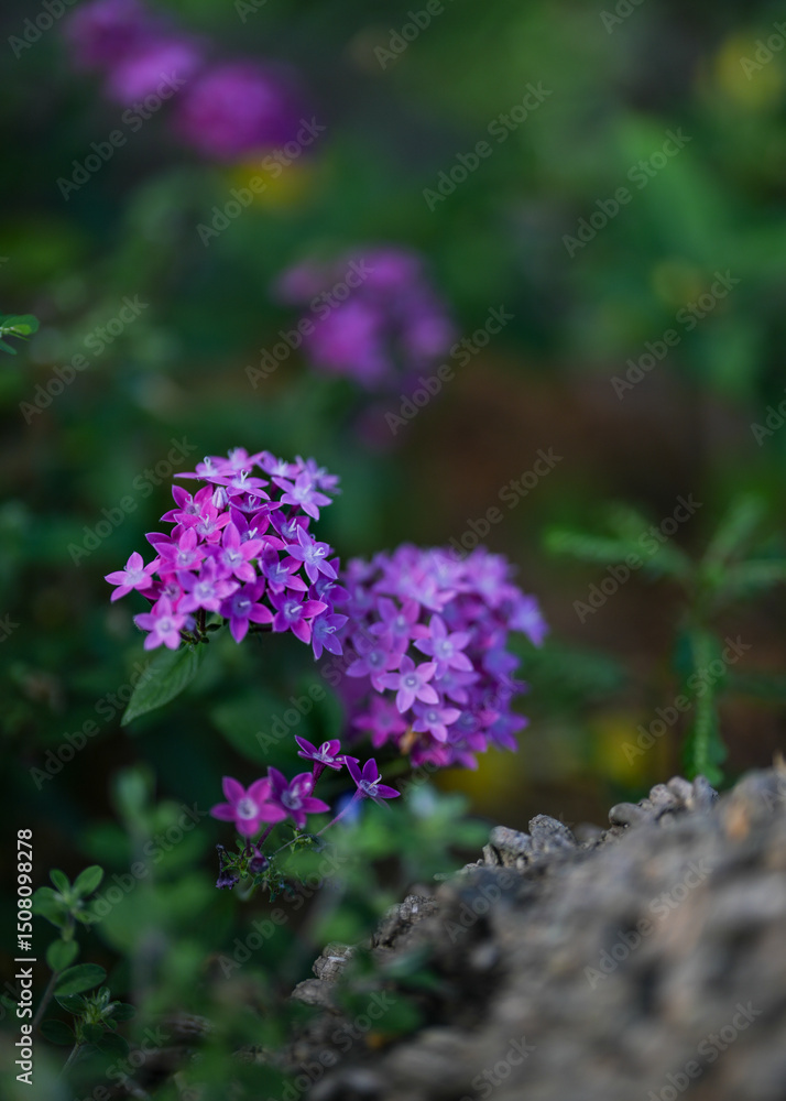 Obraz premium delicate purple flower clusters in the garden with soft light and shallow depth of field. This image has a dreamy feel to it. 