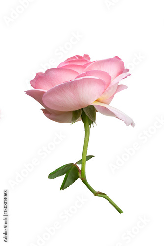 Pink rose flower isolated