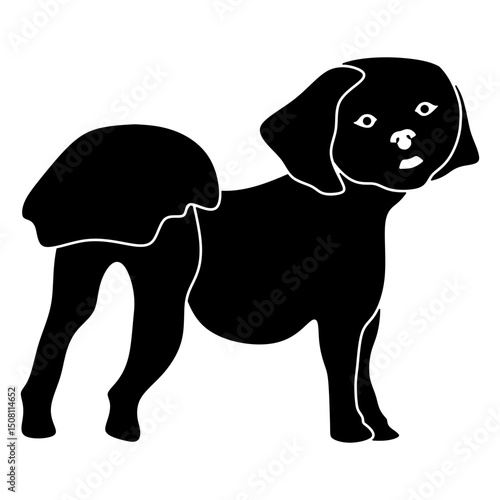 Lhasa Apso