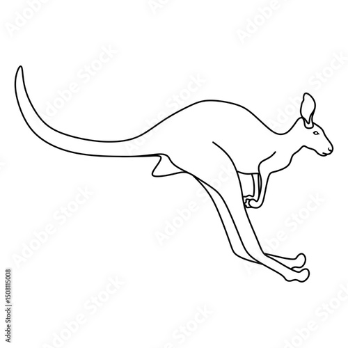 kangaroo
