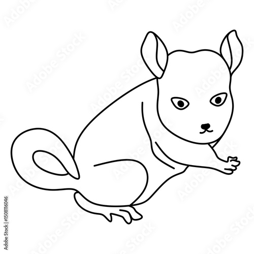 chinchilla