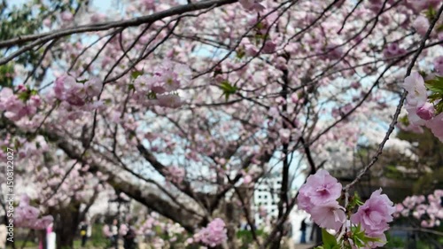 Wallpaper Mural Sakura Blooming Peacefully at Maizuru Park 29 Mar 2025 Torontodigital.ca