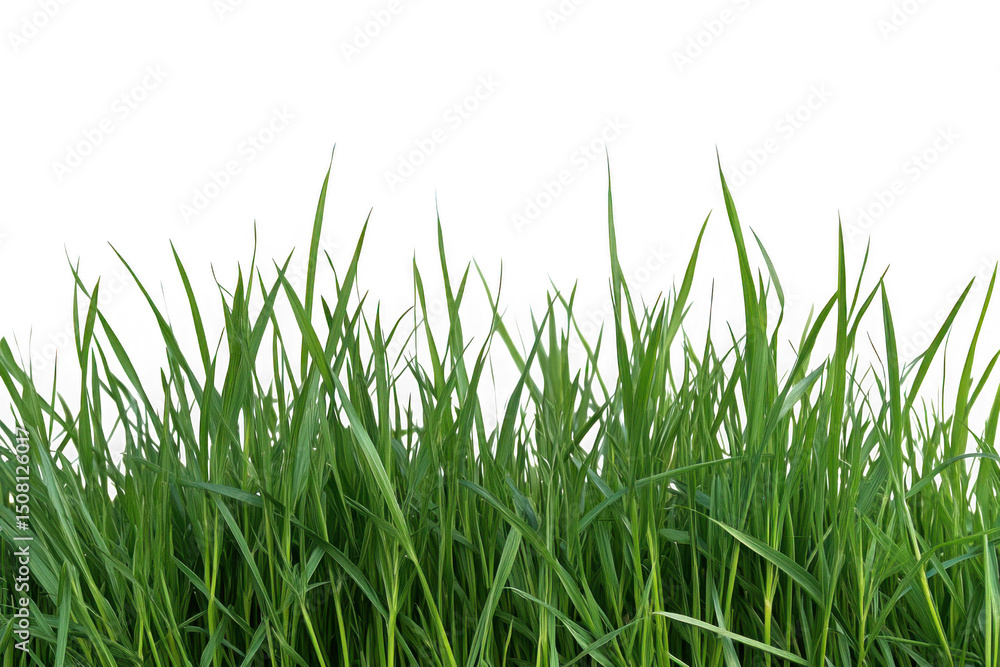 Fototapeta premium Fresh green grass field isolated cutout png image, perfect for spring and summer designs, realistic grass texture, isolated on transparent background