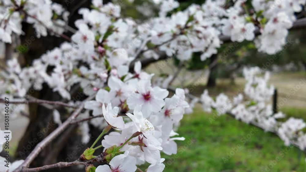 Sakura Garden Views by Fukuoka Castle 29 Mar 2025 Sakura Garden Views by Fukuoka Castle 29 Mar 2025