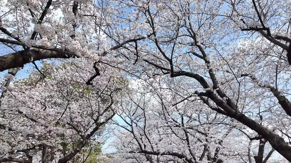 Sakura Garden Views by Fukuoka Castle 29 Mar 2025 Sakura Garden Views by Fukuoka Castle 29 Mar 2025