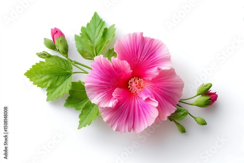 Pink carnation flower