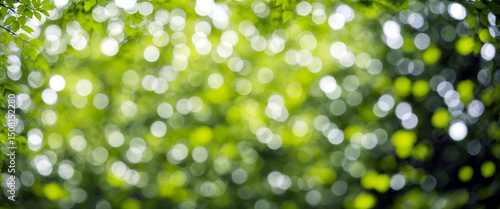 lush green foliage with vib...