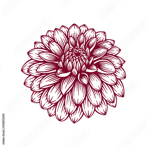 Hand Drawn Dahlia Flower. Dahlia Flower Line Art Engraving Illustration