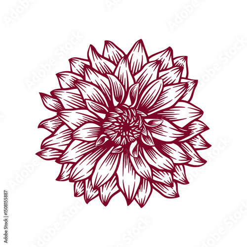 Hand Drawn Dahlia Flower. Dahlia Flower Line Art Engraving Illustration