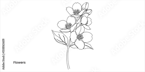 Flowers of jasmine continuous single line art drawing sketch on white background