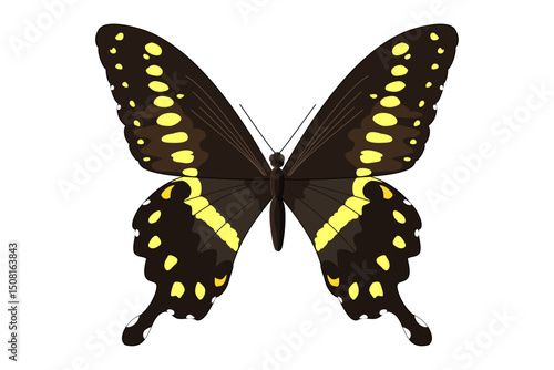 vector realistic butterfly. Cartoon color volume clip art isolated on transparent background. Hand drown design element.