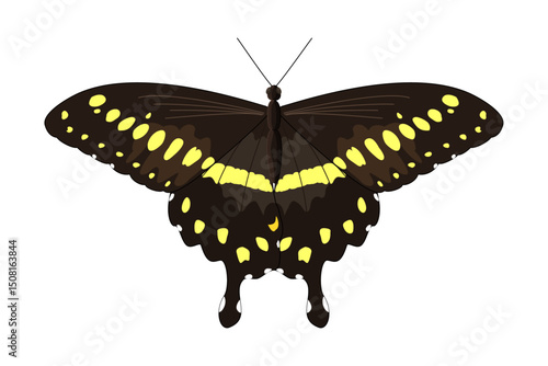 vector realistic butterfly. Cartoon color volume clip art isolated on transparent background. Hand drown design element.