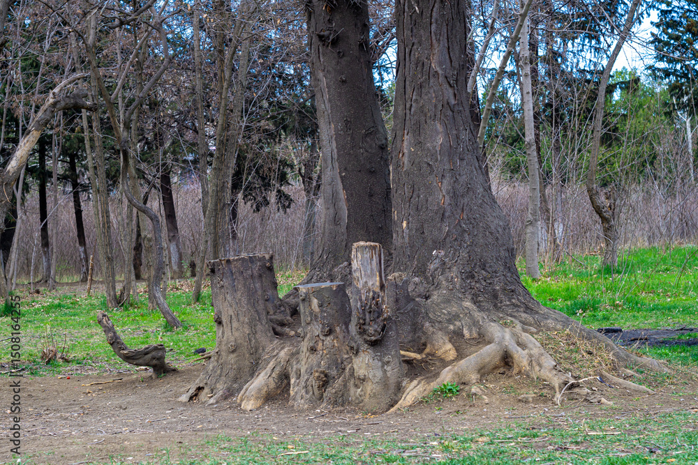 Obraz premium Two tree trunks with a common root system above the ground. Nearby are stumps of felled trees. Green spring grass. Bushes and trees in the background