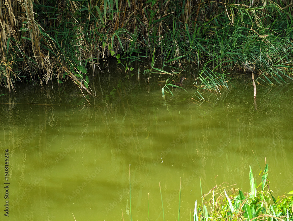 Tranquil murky green water channel, waterbird, dense reeds vegetation in Albufera natural park, El Palmar, Valencia, Spain. Serene and wild environment, wetland area, waterways, plant life, nature. Tranquil murky green water channel, waterbird, dense reeds vegetation in Albufera natural park, El Palmar, Valencia, Spain. Serene and wild environment, wetland area, waterways, plant life, nature.