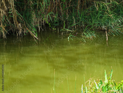 Fototapeta Tranquil murky green water channel, waterbird, dense reeds vegetation in Albufera natural park, El Palmar, Valencia, Spain