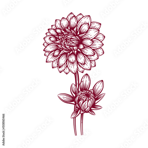Hand Drawn Dahlia Flower. Dahlia Flower Line Art Engraving Illustration