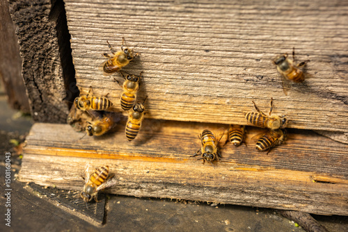 bees on a beehive