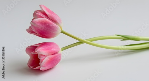 Pink tulips lying on white background
