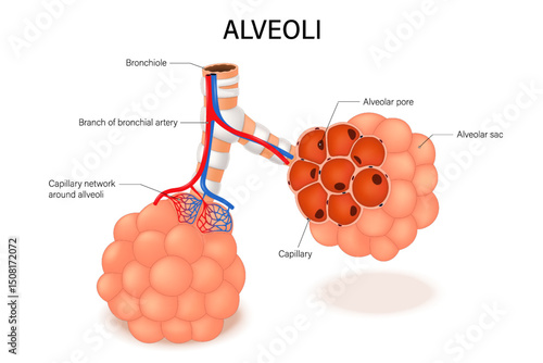 Alveoli structure. Bronchiole with alveolar sacs. Respiratory system.