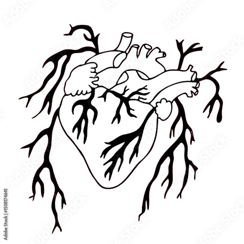 heart with blood vessels surrounded by it illustration silhouette.eps