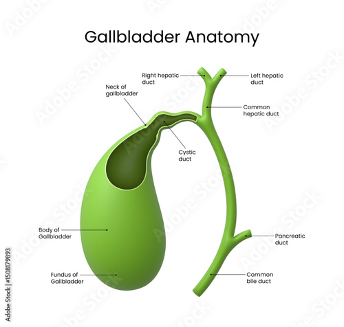 3D Anatomy of Gallbladder Diagram