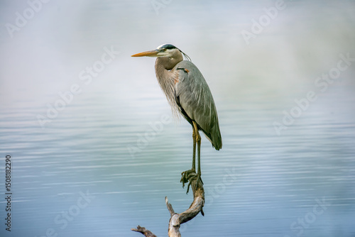 Great Blue Heron Closeup 