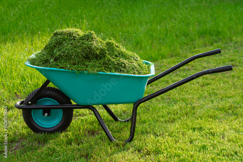 Fotografie A blue wheelbarrow filled with freshly cut grass stands on the lawn