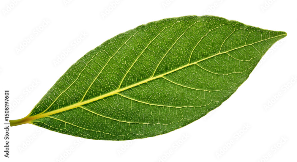 Bay Leaf Isolated: Fresh Culinary Herb, Transparent Background, Aromatic Spice Bay Leaf Isolated: Fresh Culinary Herb, Transparent Background, Aromatic Spice