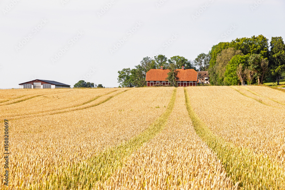 Fototapeta premium Crops on a field in the countryside with a red barn a summer day