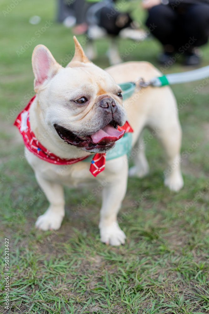 Fototapeta premium a cheerful white French Bulldog, also known as a Frenchie, strolling through a lush green field. Its wrinkled face and distinctive bat-like ears add to its adorable charm.