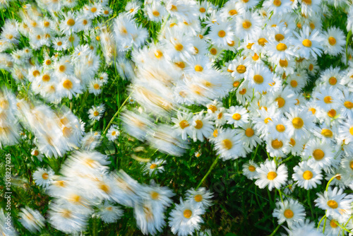 Flowers of Oxeye daisy, Leucanthemum vulgare, are moving in the wind. Blurred motion due to long exposure.