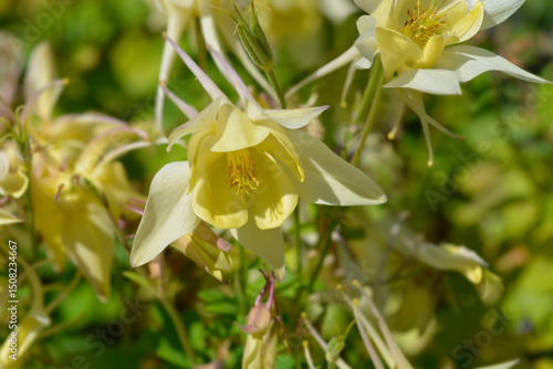 Foto Columbine yellow flower - Latin name - Aquilegia hybrida Spring Magic Yellow