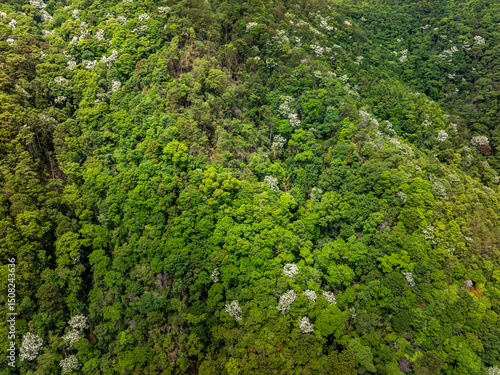 Spring green forest landscape overhead