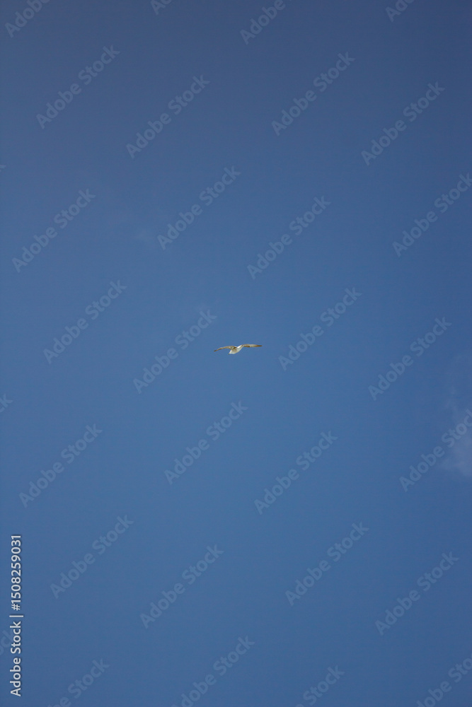 carretera, cielo, paisaje, autopista, naturaleza, nube, viajando, atardecer, horizonte, camino, sol, desierta, tempestad, viaje, verano, conducir, campestre carretera, cielo, paisaje, autopista, naturaleza, nube, viajando, atardecer, horizonte, camino, sol, desierta, tempestad, viaje, verano, conducir, campestre