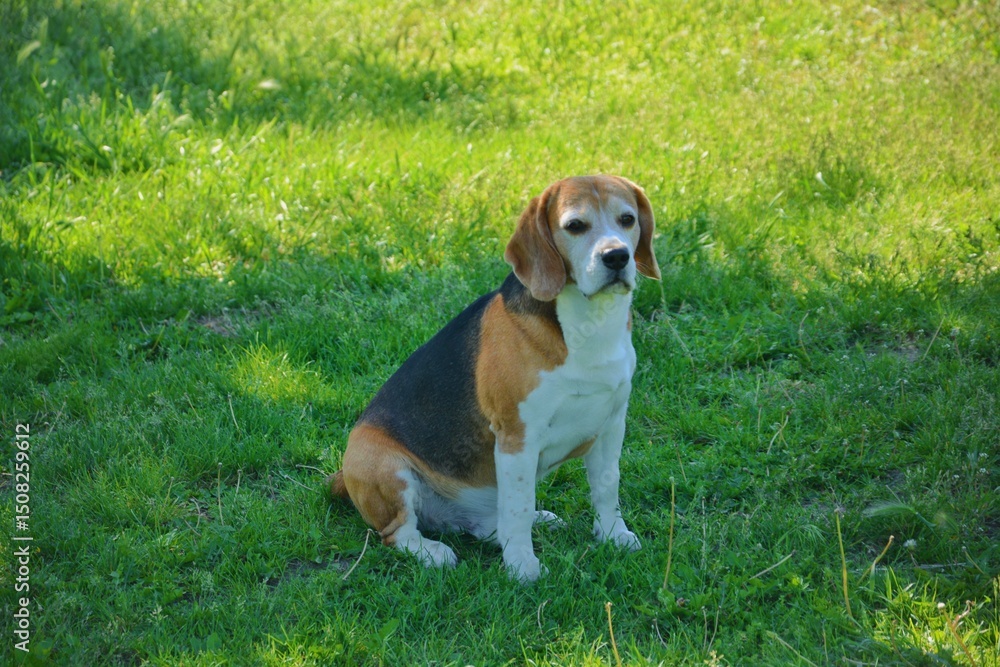 Cute beagle dog sitting calmly on a sunny green lawn looking around peacefully, enjoying a warm day outside in a garden or backyard, calm and relaxed domestic pet. Cute beagle dog sitting calmly on a sunny green lawn looking around peacefully, enjoying a warm day outside in a garden or backyard, calm and relaxed domestic pet.