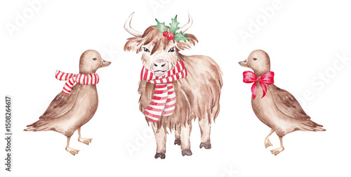 Fototapeta Naklejka Na Ścianę i Meble -  Decorated Christmas animals - highland cow and ducks. Merry Christmas card clip art. Hand drawn with watercolor. Rustic design. Farm xmas animals