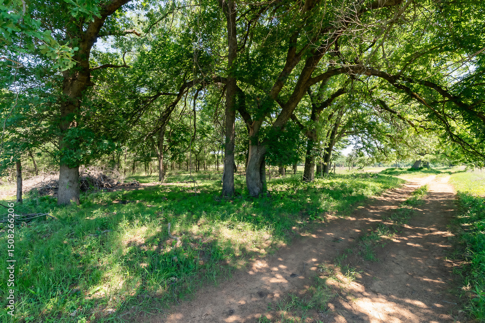 Fototapeta premium Curved Dirt Road Through Forest with Sunlight and Shadow