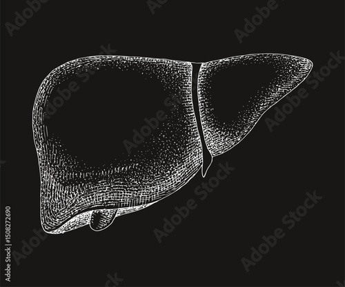 Human liver anatomy hand drawn vector