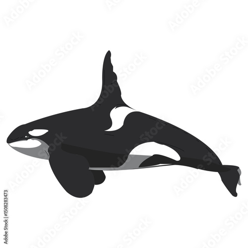 Jumping killer whales