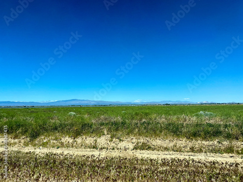 field of grass and blue sky