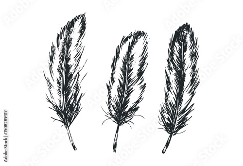 Hand-drawn feather illustrations with detailed texture. Vector retro hand drawn illustration