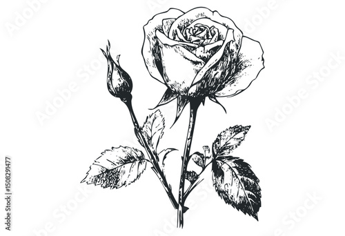Detailed black and white rose drawing with thorns and leaves. Vector retro hand drawn illustration