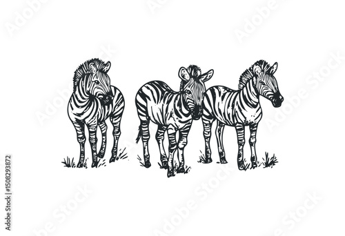 Illustration of three zebras in various poses. Vector retro hand drawn illustration