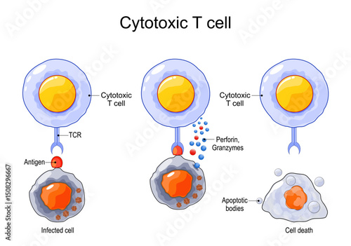 Cytotoxic T cell