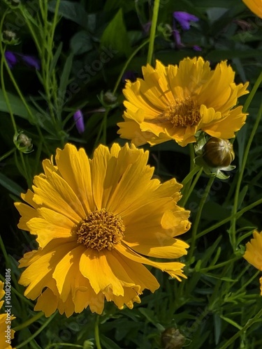 right Yellow Flowers in Full Bloom under Sunlight