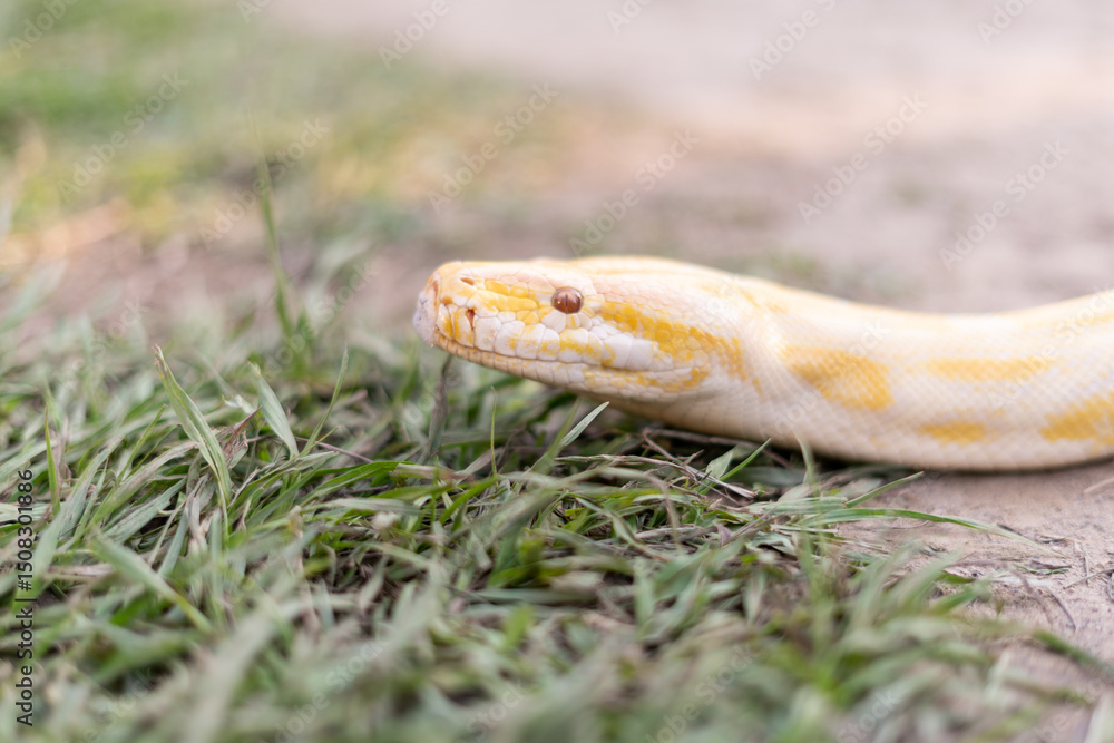 Fototapeta premium A stunning yellow Burmese python is sprawled across a vibrant green lawn, its sleek, golden scales gleaming under the sunlight. The intricate patterns on its body showcase the natural beauty
