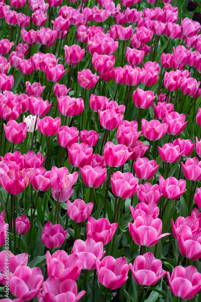 A vibrant mix of colorful tulips in full bloom, creating a stunning mosaic of red, yellow, pink, orange, and purple flowers basking in spring sunlight A vibrant mix of colorful tulips in full bloom, creating a stunning mosaic of red, yellow, pink, orange, and purple flowers basking in spring sunlight