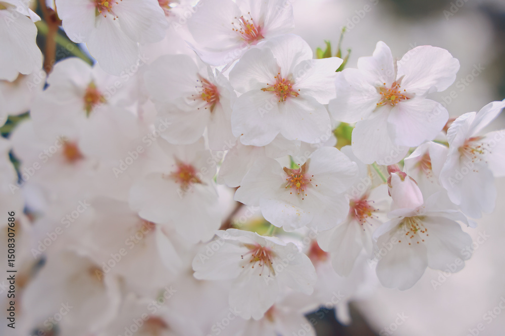 Beautiful Blooming Cherry Blossoms Signaling the Arrival Beautiful Blooming Cherry Blossoms Signaling the Arrival