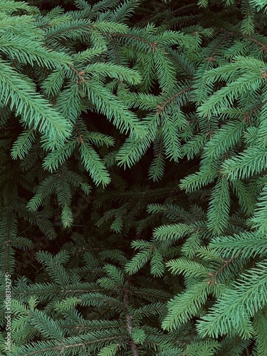 Growing young twigs of spruce tree close up view, macro nature of Ukraine