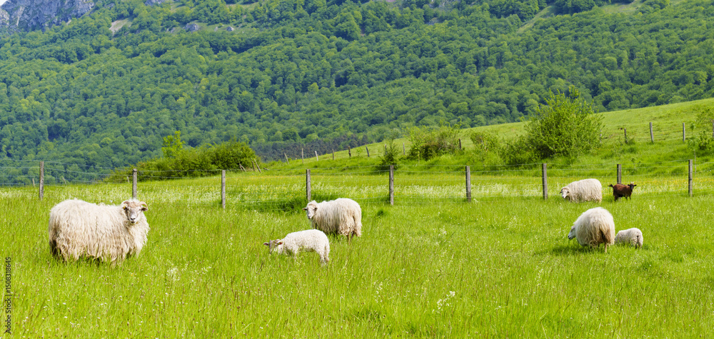 A flock of sheep graze peacefully in a large field of green pasture in the valley of Ergoiena, Navarra. A flock of sheep graze peacefully in a large field of green pasture in the valley of Ergoiena, Navarra.